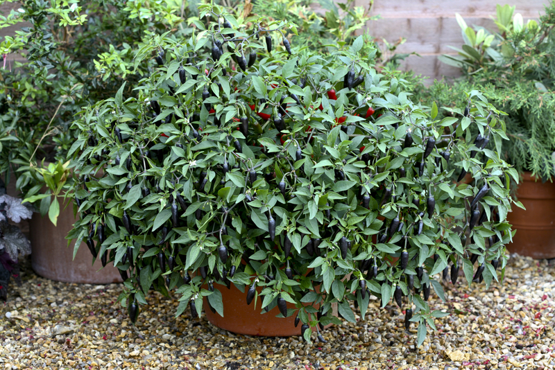 Перец чили (Capsicum frutescens F1) Chenzo - 0