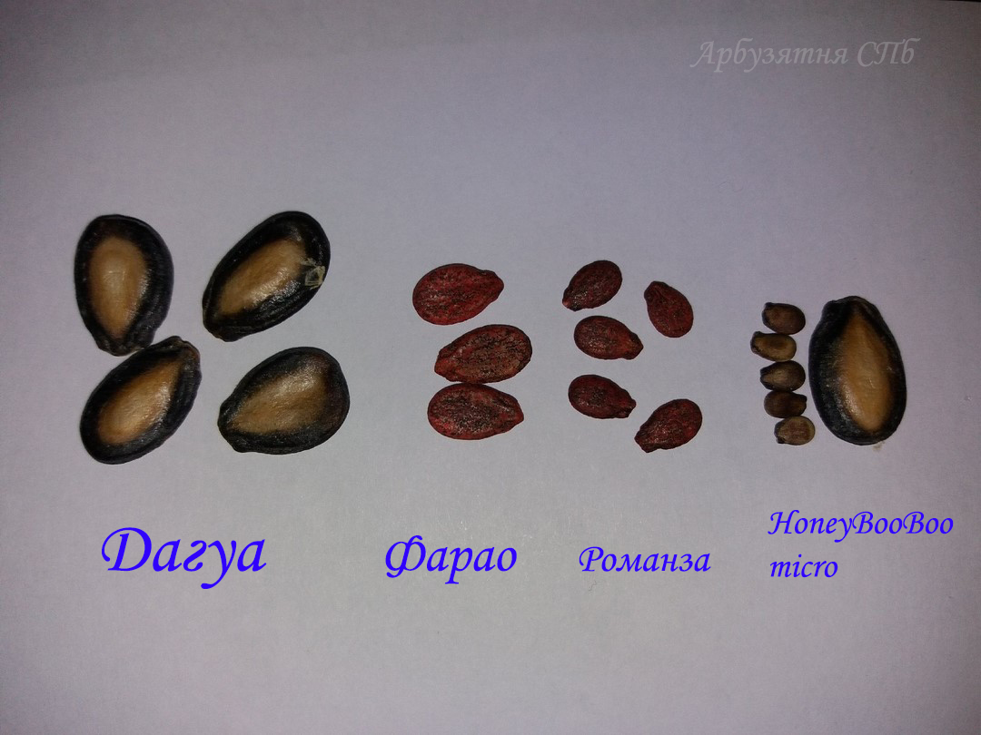 Новинка! Dagua (Дагуа) семенной арбуз - 2