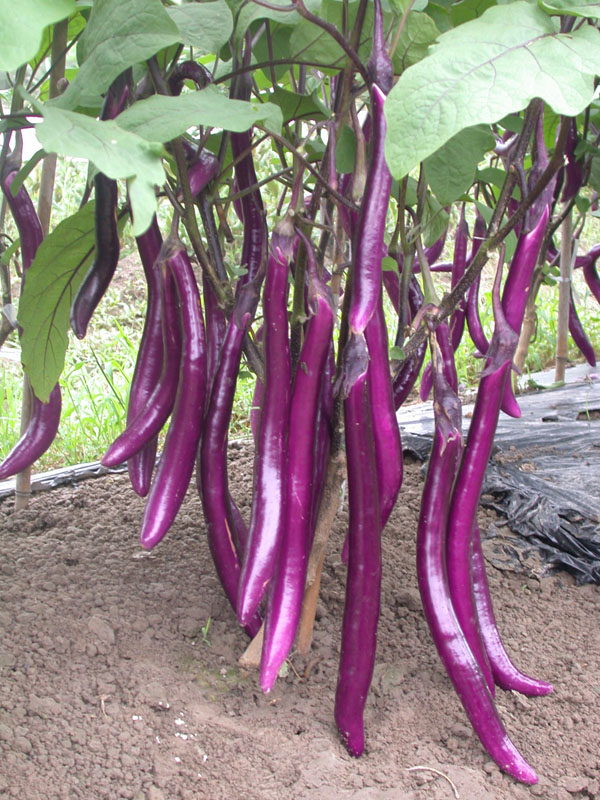 Mazu Purple 