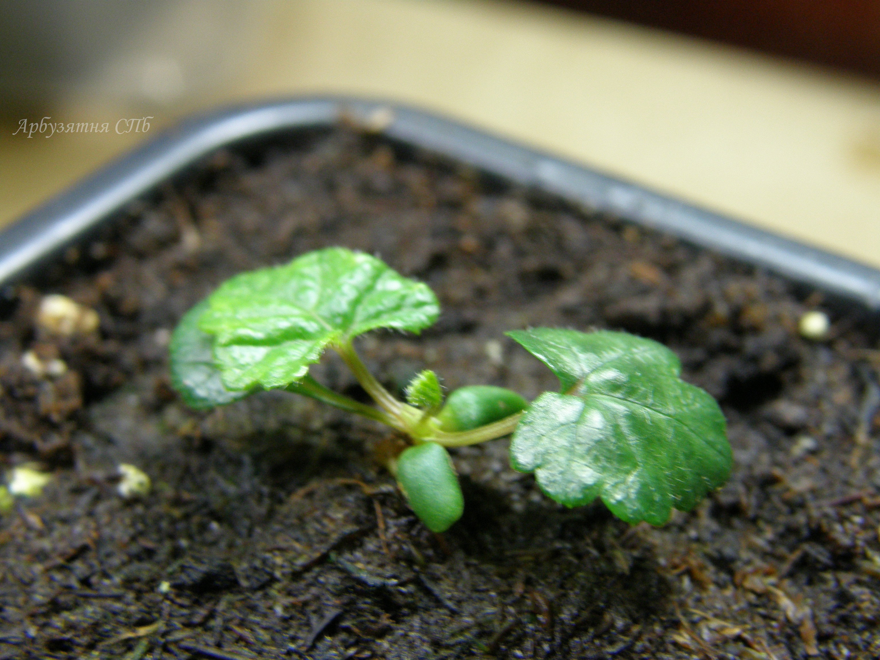 Морошка Rubus chamaemorus - 1