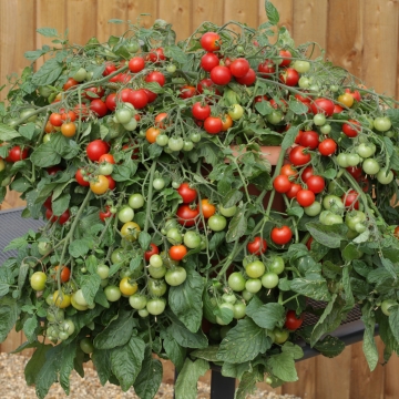 Томат ампельный (Lycopersicon esculentum F1) Red Profusion