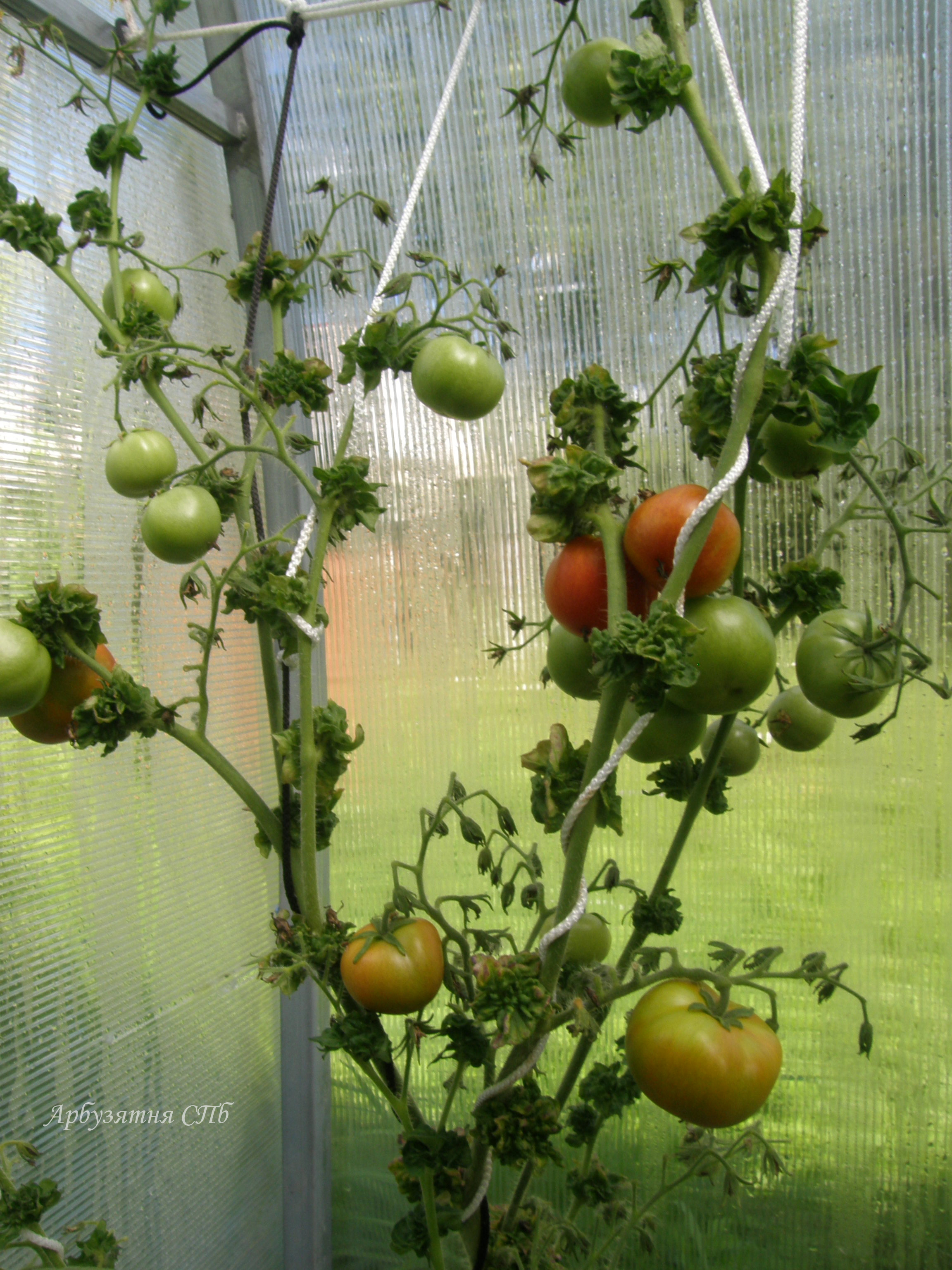 Stick -Tomato/Curly Tomato (Томат-Палка, Кудряволистный помидор) (сорт, США) - 1