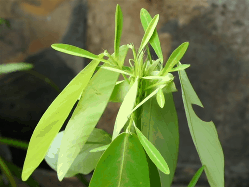 Телеграф, танцующее растение (Codariocalyx motorius)