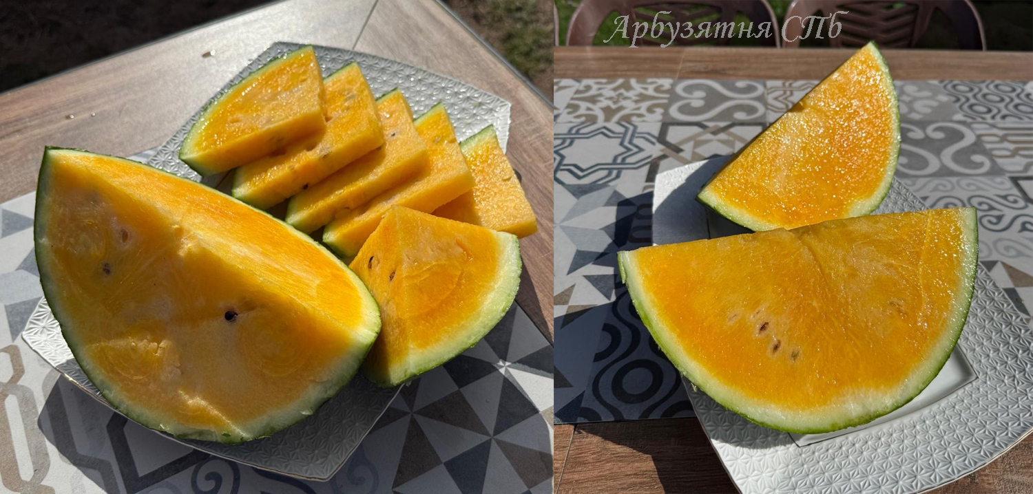 Новинка! Махаон (Machaon)