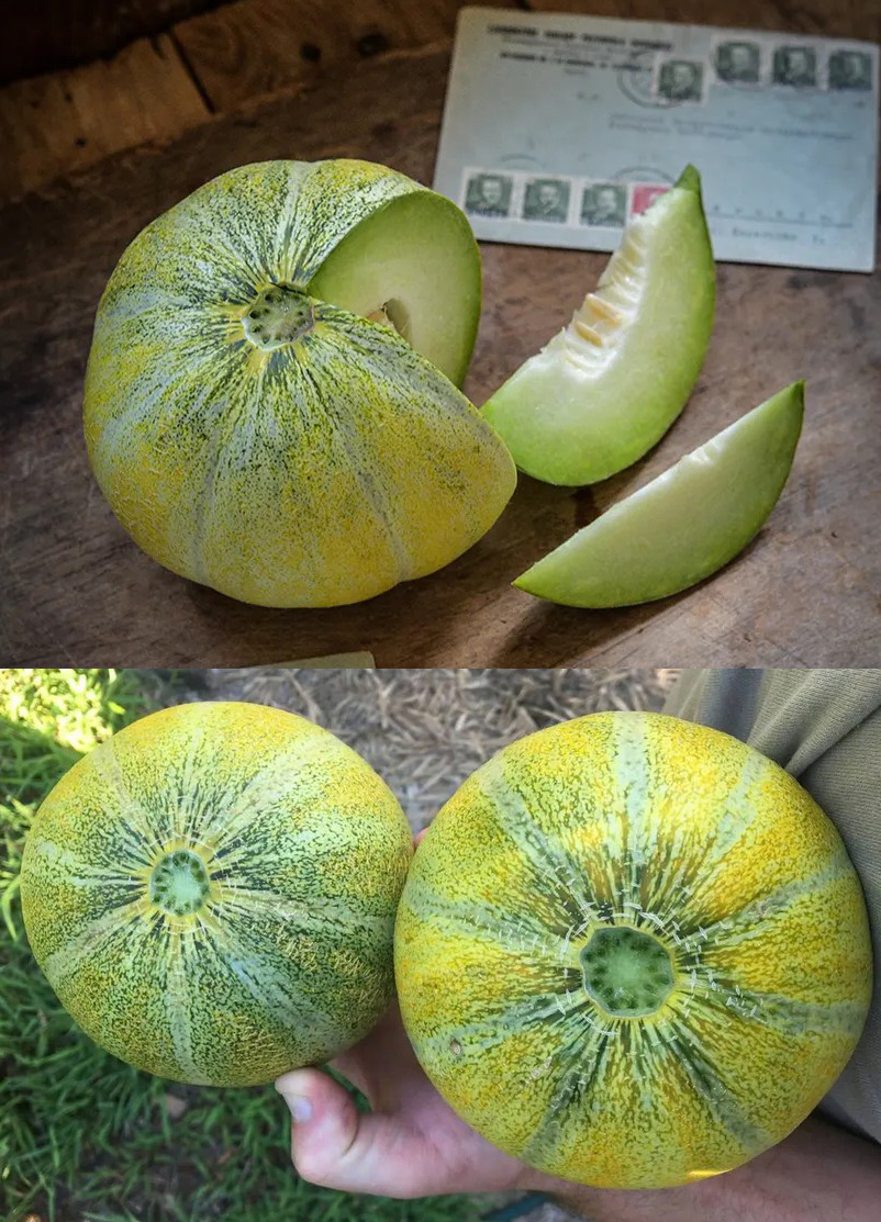 Model melon