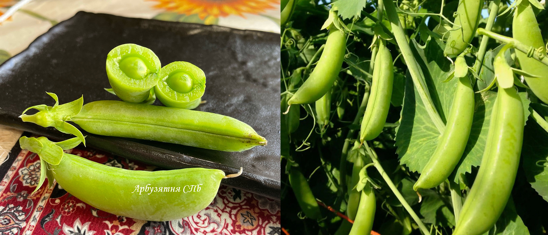 Горошек "Канадский"