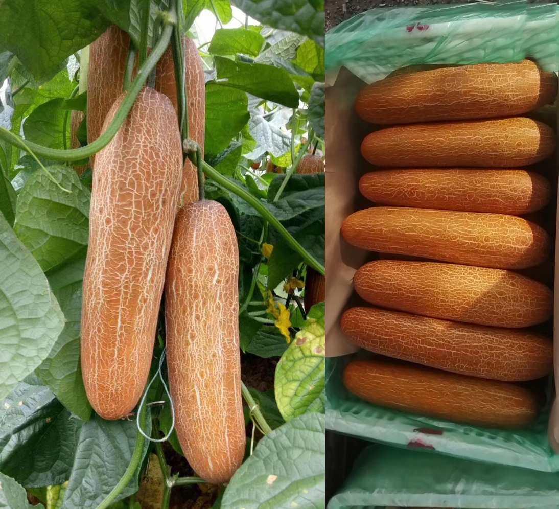 Новинка! Sikkim Cucumber (Сиккимский огурец)