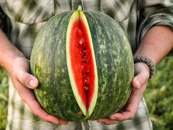 Wilson's Sweet Watermelon
